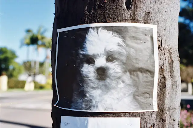 How to Enter Pet Product Giveaways in Jacksonville, Florida Without Scams